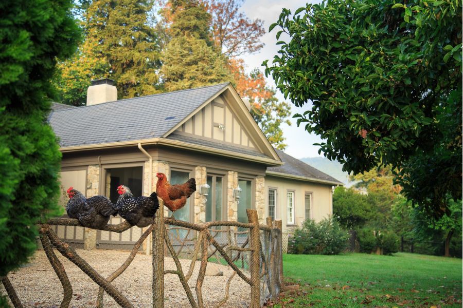 Glen Gordon Manor in Shenandoah valley with chickens and horses