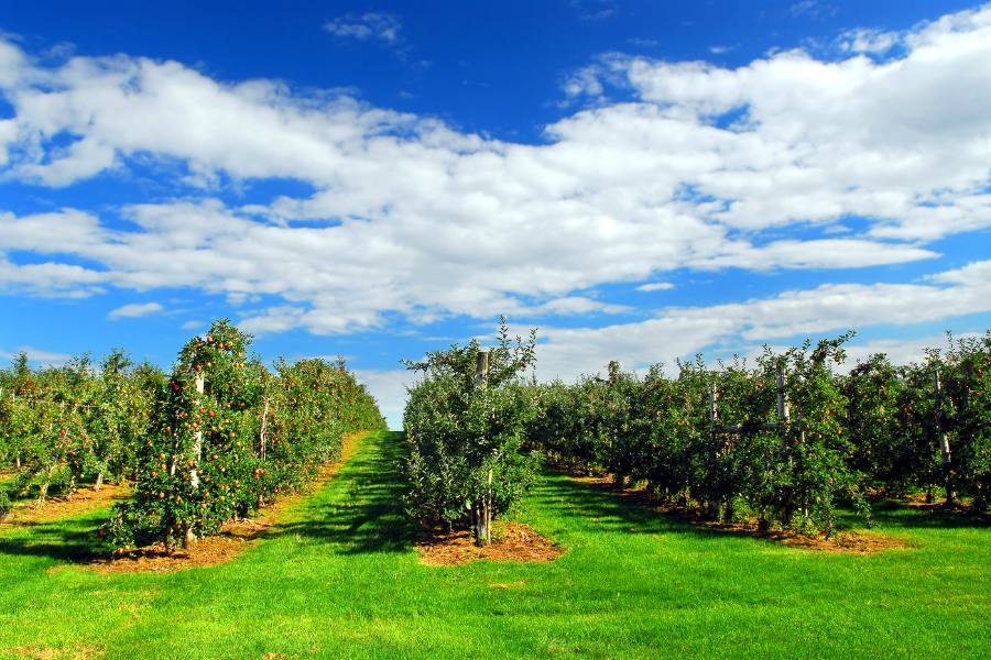 Apple orchard under a blue sky in Virginia