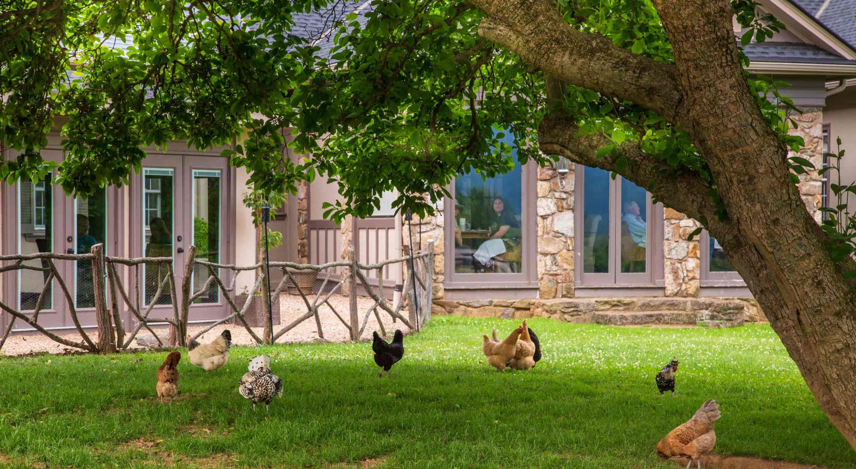 chickens in the garden
