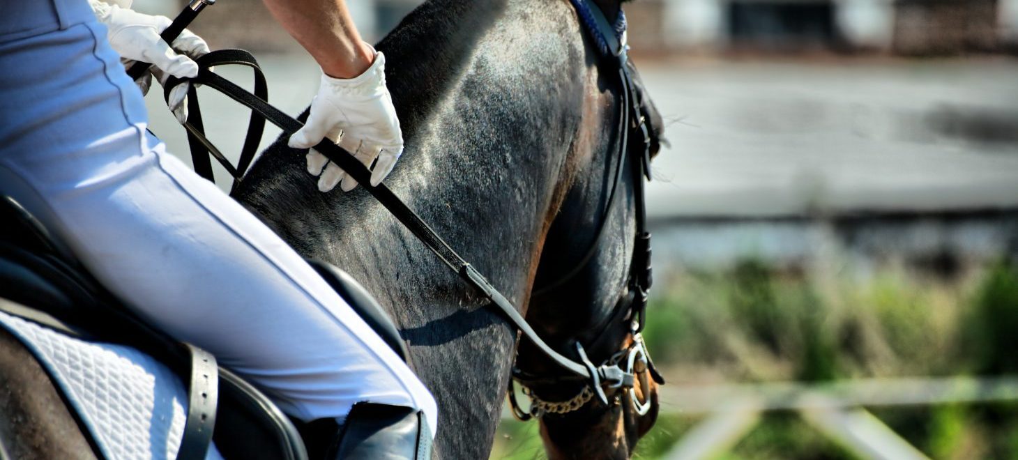 A horse on a Shenandoah Valley racetrack