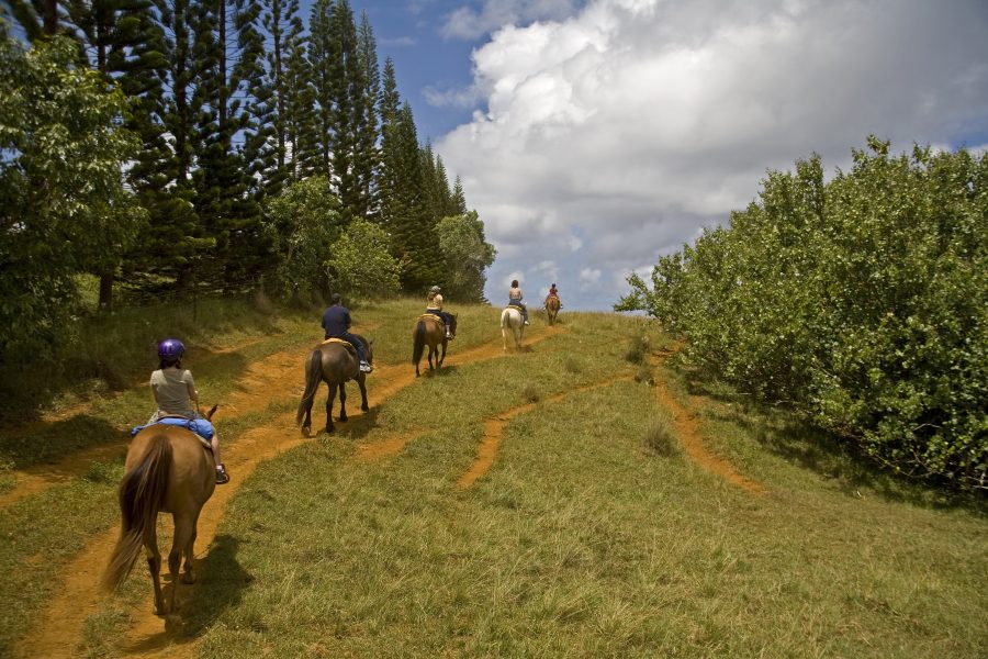 group horseback riding near our Skyline Drive bed and breakfast