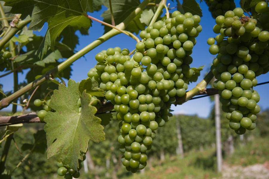 Green grapes on a vine