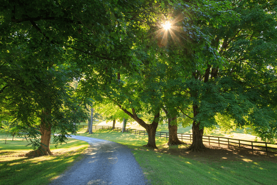 Sunlit gravel driveway winding through a green lawn and mature trees